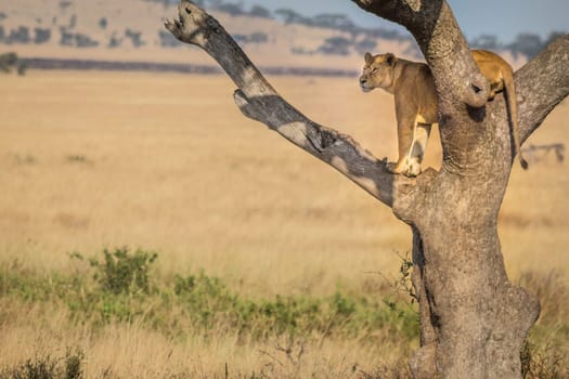 A proud lioness stands watch in a tree on the savanna in Ngorongoro Crater, Tanzania