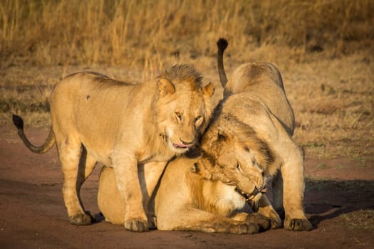 A pride of lions playfully cuddle on the savanna in Serengeti National Park in Tanzania