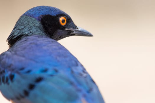 A colorful Superb Starling in Tanzania's Ngorongoro Crater