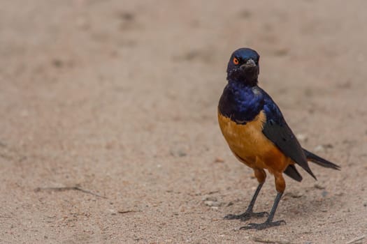 A colorful Superb Starling in Tanzania's Ngorongoro Crater