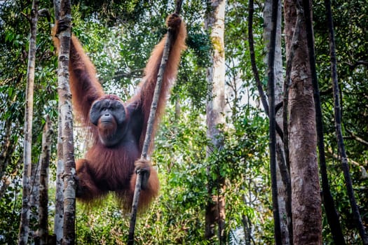 A male orangutan lounges in a tree in the jungles of Borneo. Plenty of copy space.