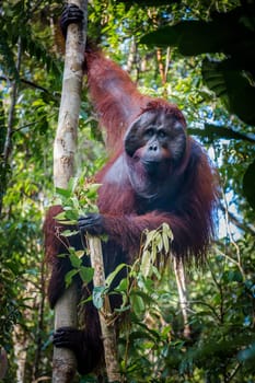 A male orangutan, hanging in a tree in the rainforrest of Borneo looks directly into to the lens