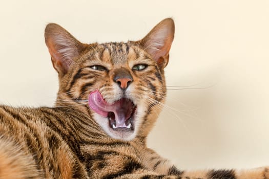 Pedigree cat Toyger (Felis silvestris catus),female,8 months,color brown tabby mackerel,brown tigered,portrait,licking his face.  Variant with reflexes.