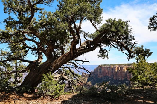 Grand Canyon in Arizona