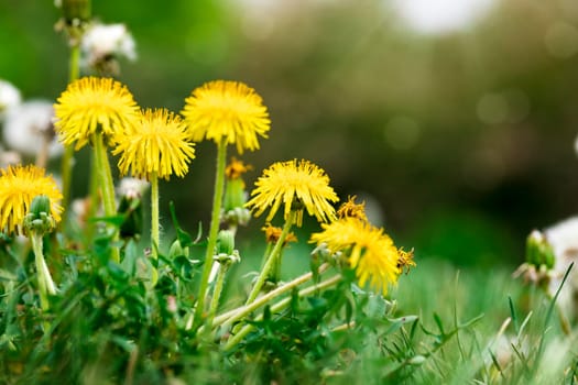 Dandelion flowers in the meadow