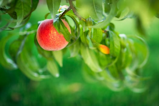 Peach fruit tree