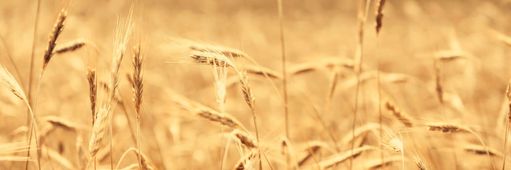 Golden wheat field in sunny day agriculture area