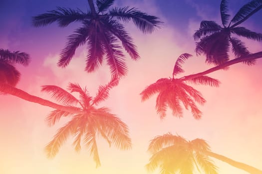 Palm tree silhouette on a background of tropical sunset