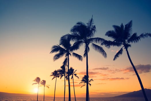 Palm tree silhouette on a background of tropical sunset