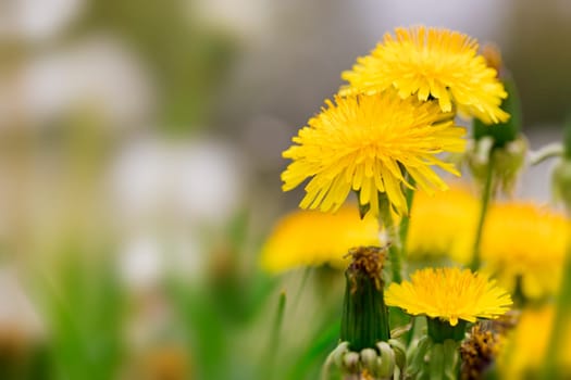 Dandelion flowers in the meadow