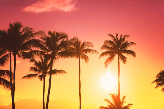 Palm tree silhouette on a background of tropical sunset