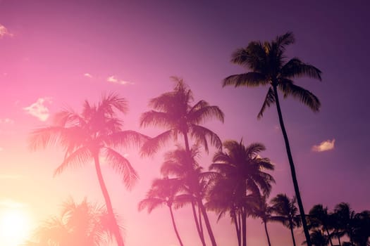 Palm tree silhouette on a background of tropical sunset
