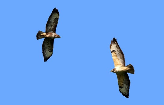 Buzzards Buteo buteo Buteo buteo dark and light variant
