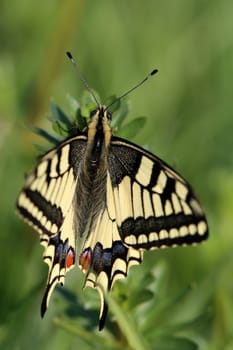 Macro Swallowtail Papilio machaon from the Saalbach lowlands