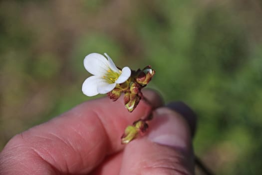 Saxifraga granulata