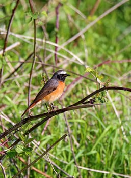 Male redstart Phoenicurus phoenicurus