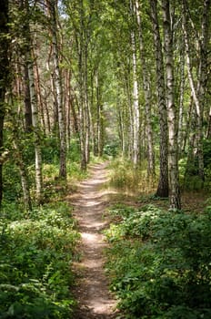 Footpath in summer forest