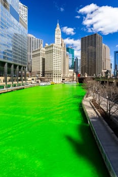 Chicago Skylines building along green dyeing river of Chicago River on St. Patrick's day festival in Chicago Downtown IL USA