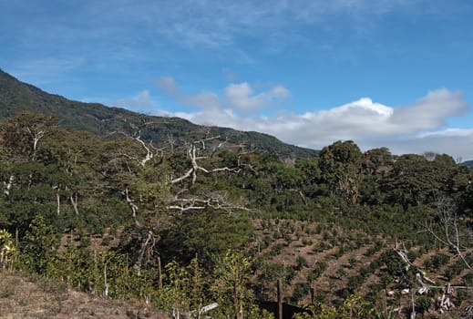 Coffee plantation in the highland at Boquete Panama