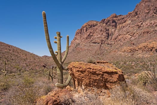 Unusual Saguaro in a Desert Canyon in Organ Pipe National Monument in Arizona