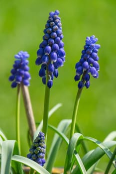 grape hyacinth in front of green grass