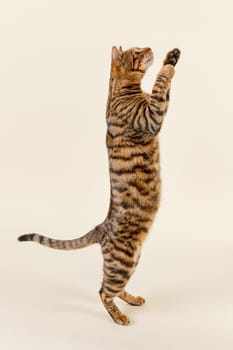 Pedigree cat Toyger (Felis silvestris catus),female,age 2 years,color brown tabby mackerel,brown tiger,standing,lateral