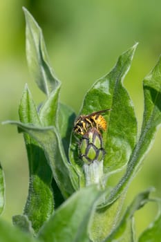 Cornflower bud with wasp in front of green blurred background with copy space