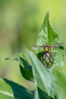 Cornflower bud with wasp in front of green blurred background with copy space
