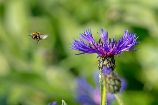 Cornflower with flying bumblebee in front of green blurred background with copy space