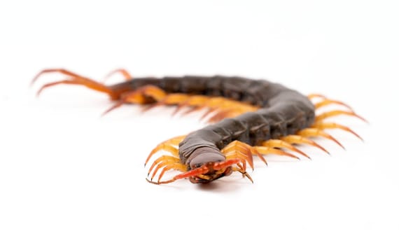 centipede or chilopoda isolated on white background