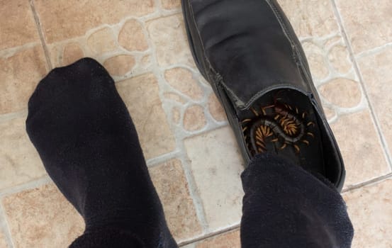 giant centipedes hiding in black ,leather shoes