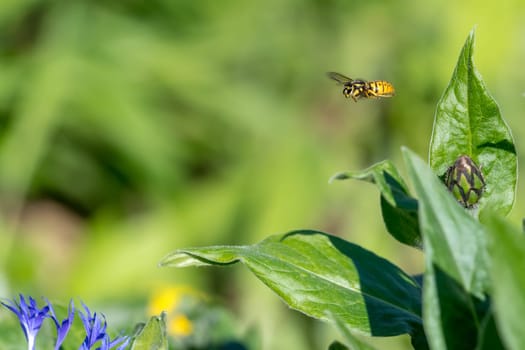 Cornflower bud with flying wasp in front of green blurred background with copy space