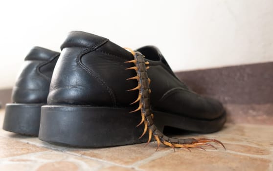 giant centipedes hiding in black ,leather shoes