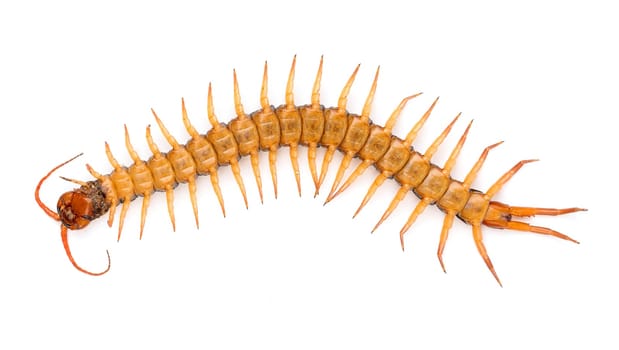 centipede or chilopoda isolated on white background