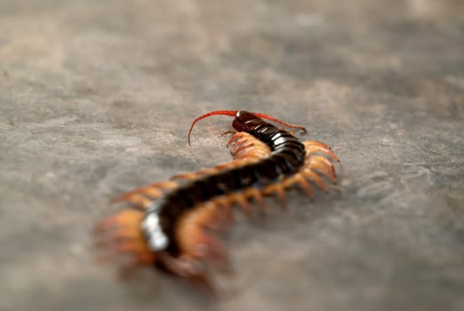 giant centipede or chilopoda on the cement floor