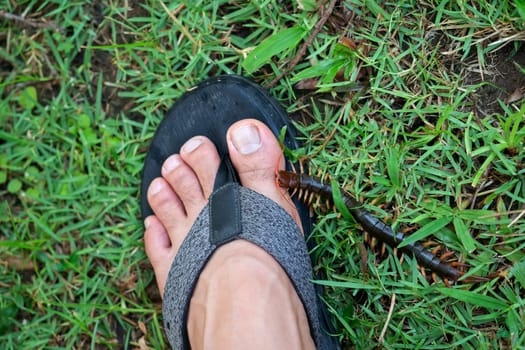 People were bitten by a centipede on their feet while walking in the garden.