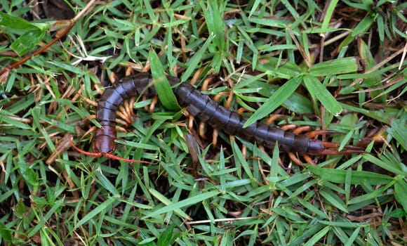 giant centipede or chilopoda on green grass