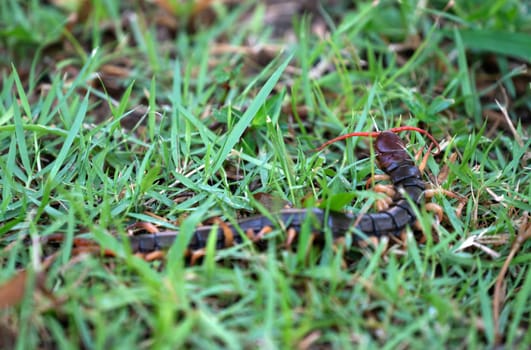 giant centipede or chilopoda on green grass