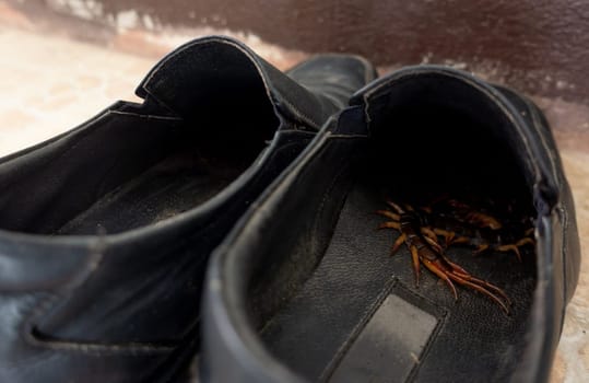 giant centipedes hiding in black ,leather shoes
