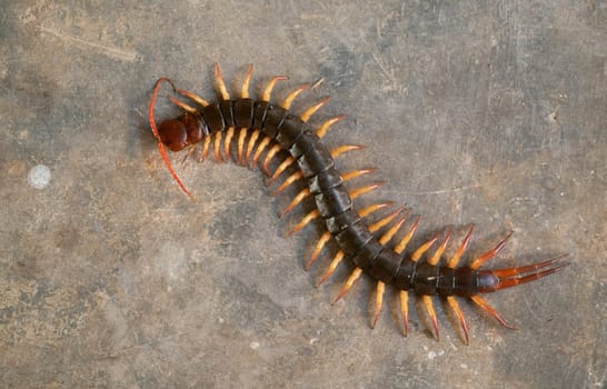 giant centipede or chilopoda on the cement floor