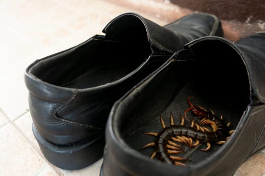 giant centipedes hiding in black ,leather shoes