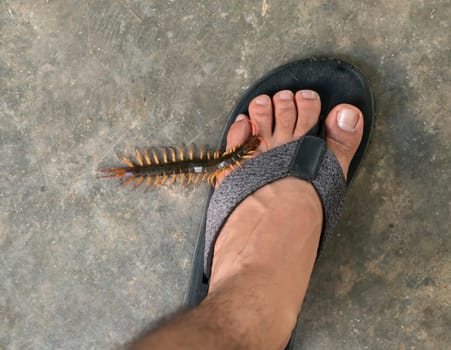 People were bitten by a centipede on feet while walking in their home