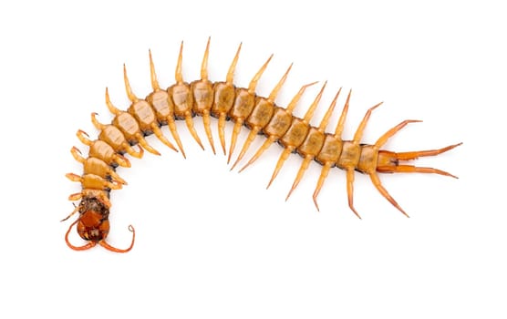 centipede or chilopoda isolated on white background