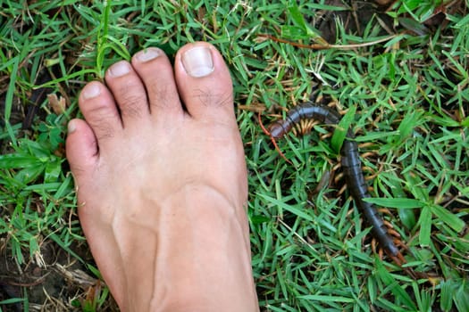 People were bitten by a centipede on their feet while walking in the garden.