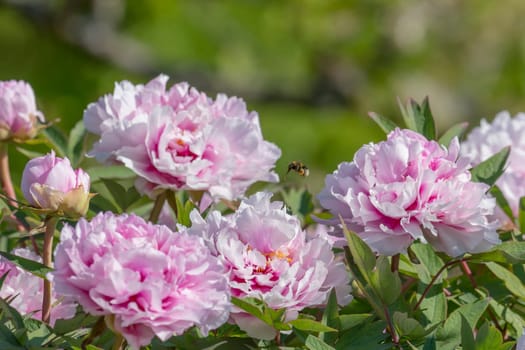 Big pink peony with flying bumblebee and blurred colorful background