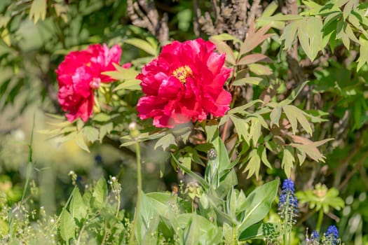 Big red peony with leaves and blurred colorful background