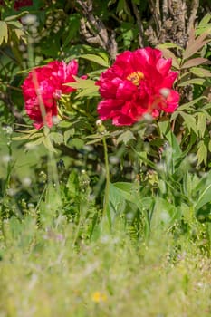 Big red peony with leaves, gras, and copy-space