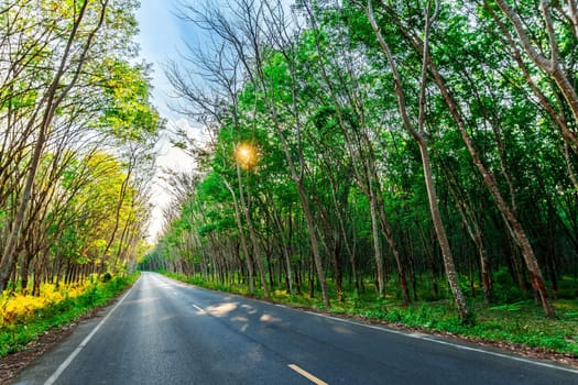 Para rubber tree and road way, latex rubber plantation and tree rubber in southern Thailand