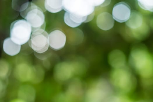 Abstract light bokeh nature from green leaf in sunlight