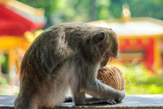 Asia monkey wildlife on blurred background